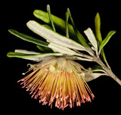 Diplolaena angustifolia (8691838399).jpg