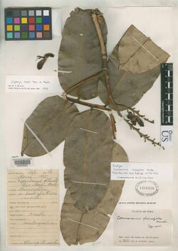Dipteryx charapilla type specimen J.M.Schunke362 ex. Peru, Loreto, Rio Mazan, Mancayatca - scan by United States National Herbarium.jpg