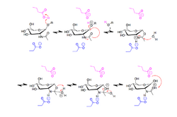 DispersinB Mechanism.png