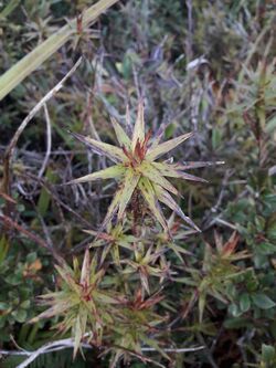 Dracophyllum patens 43291181.jpg