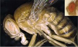 Image of Drosophila synthetica next to Drosophila melanogaster