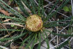 Dryandra lindleyana var lindleyana.JPG