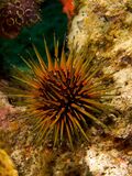 Echinometra viridis (Reef Urchin).jpg