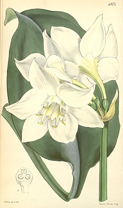 Eucharis amazonica1CURTIS.jpg