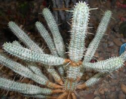 Euphorbia mammillaris f. variegata 2015-06-01 OB 215.jpg