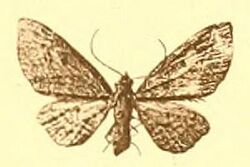 Eupithecia barteli1.JPG