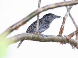 Fasciated Antshrike male.jpg