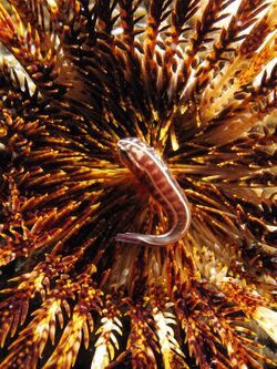 Feather star clingfish on the host.JPG