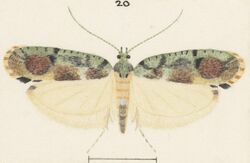 Fig 20 MA I437899 TePapa Plate-XXXVIII-The-butterflies full (cropped).jpg