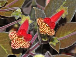 Gesneriaceae - Kohleria amabilis var. bogotensis.JPG