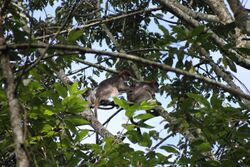 A Ugandan red colobus grooming the back of another Ugandan red colobus