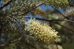 Hakea ednieana.jpg