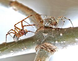 Hammock Spiders male and female (Pityohyphantes)