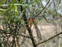 Harpobittacus australis (5085616528).jpg