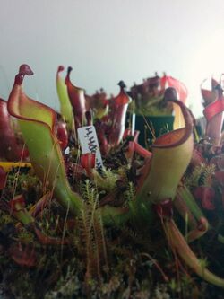 Heliamphora heterodoxa culture.jpg