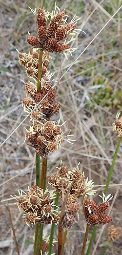 Helmet Sedge imported from iNaturalist photo 22614316 on 6 December 2023.jpg