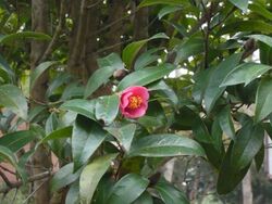 Hong Kong Camellia.JPG