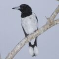 Hooded Butcherbird (Cracticus cassicus) perched on branch (cropped).jpg