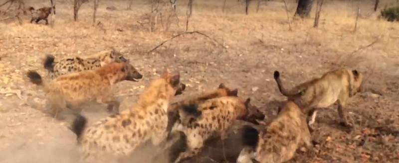 File:Hyenas Fight Against Lions Over a Kill HD 13.png