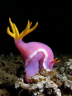 Hypselodoris apolegma at Bima bay.JPG