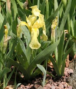 Iris reichenbachii 01.jpg