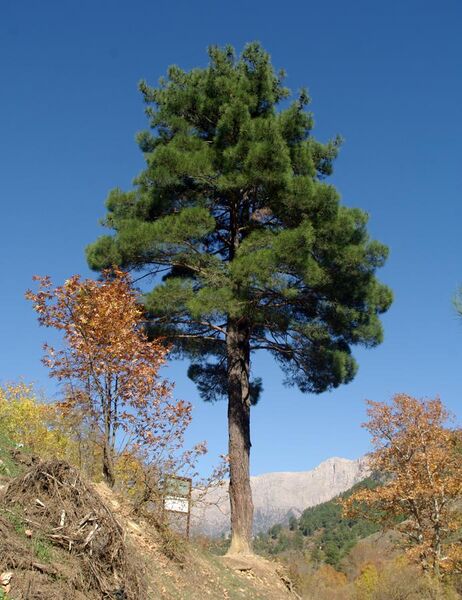 File:Kızılçam ağacı - Pinus brutia 02.JPG