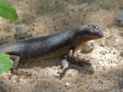 Karasburg Tree Skink (Trachylepis sparsa) (7014731341).jpg