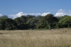 Riverside savanna and woodland habitat, Mpanda,Tanzania