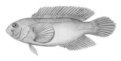 Labracinus cyclophthalmus.jpg