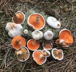 Lactarius salmoneus Peck 879182.jpg