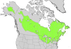 Larix laricina range map.jpg