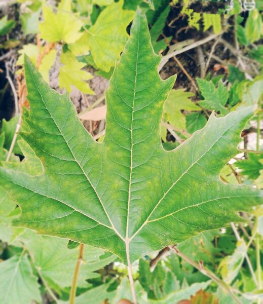 File:Leaf Of Platanus Orientalis .jpg