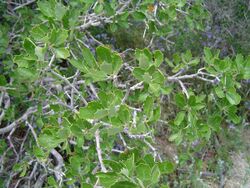 Leaves of California Scrub Oak.JPG
