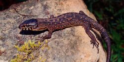 Lepidophyma sylvaticum, Madrean tropical night lizard, Tamaulipas.jpg