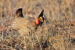 Lesser Prairie Chicken, New Mexico.jpg