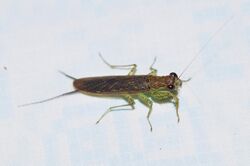 Little mantis Chaeteessa sp (9699847291).jpg