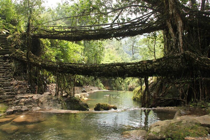 File:Living root bridges, Nongriat village, Meghalaya2.jpg