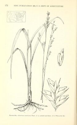 Manual of the grasses of the United States (Page 172) BHL42020811.jpg