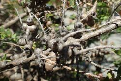 Melaleuca platycalyx fruit.jpg