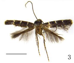 Metriochroa alboannulata.jpg