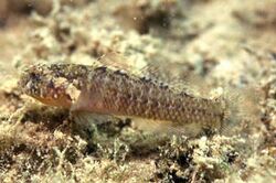 Millerigobius macrocephalus.jpg