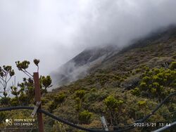 A steep slope covered with short, dense, brushy scrub under heavy cloud and fog