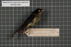 Naturalis Biodiversity Center - RMNH.AVES.131846 1 - Melanocharis longicauda longicauda Salvadori, 1876 - Dicaeidae - bird skin specimen.jpeg