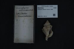 Naturalis Biodiversity Center - RMNH.MOL.198144 - Lataxiena desserti Houart, 1995 - Muricidae - Mollusc shell.jpeg