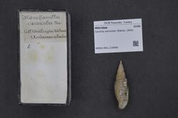 Naturalis Biodiversity Center - RMNH.MOL.216656 - Cancilla carnicolor (Reeve, 1844) - Mitridae - Mollusc shell.jpeg