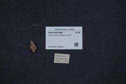 Naturalis Biodiversity Center - ZMA.MOLL.355636 - Latirus lautus (Reeve, 1847) - Fasciolariidae - Mollusc shell.jpeg