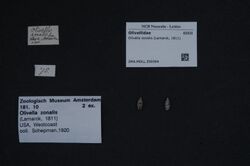 Naturalis Biodiversity Center - ZMA.MOLL.359394 - Olivella zonalis (Lamarck, 1811) - Olivellidae - Mollusc shell.jpeg