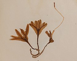 New Zealand Mosses Am media-v-838819 (Symphyogyna hymenophyllum).jpg