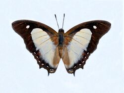 Nymphalidae - Polyura hebe fallax.JPG