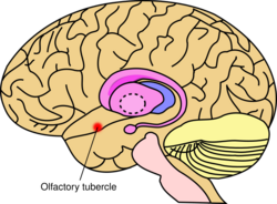 Olfactory tubercle.svg